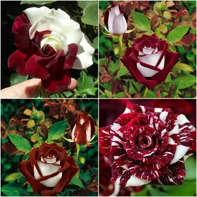 Osiria Rose Information - Learn About The Osiria Hybrid Tea Rose | Hybrid  tea roses, Hybrid tea roses garden, Tea roses