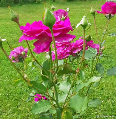 Rare Double-Colored Osiria Rose 'Is Not a Scam' but Typically Hard to Grow  | The Epoch Times