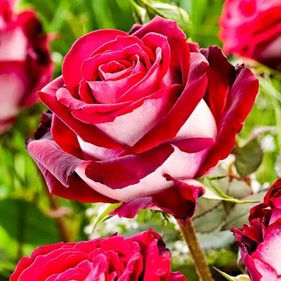 How To Grow And Care For Osiria Roses (Hybrid Tea Rose)