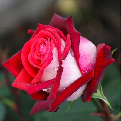 Osiria rose, is a hybrid tea rose, with a strong...