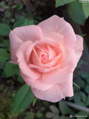 Beauty of Osiria Rose : Natures Colors | Beautiful roses, Hybrid tea roses,  Rose