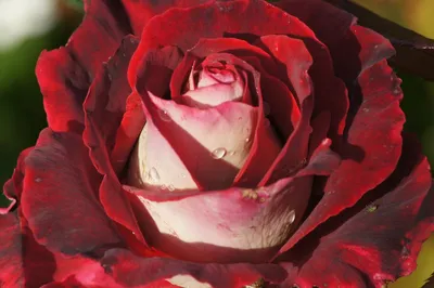 Rare Red White Osiria Rose 110Pcs Rose Seeds Flowers Seeds for Garden  Bonsai | eBay