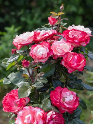 Rose - Rosa Osiria, flowers | Garden-en.com