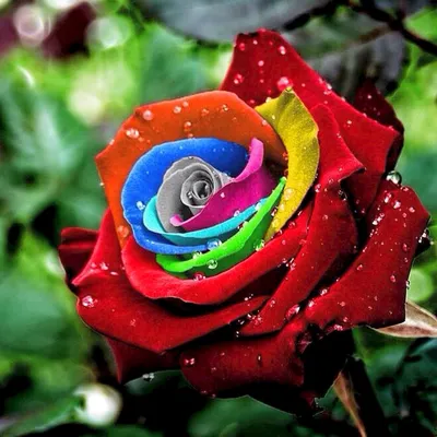 Photo of the bloom of Rose (Rosa 'Osiria') posted by zuzu - Garden.org