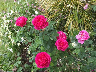 Othello Rose