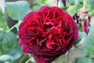 Rosa 'Auslo' syn. Rosa 'Othello', Rose 'Othello' (Shrub) in GardenTags  plant encyclopedia