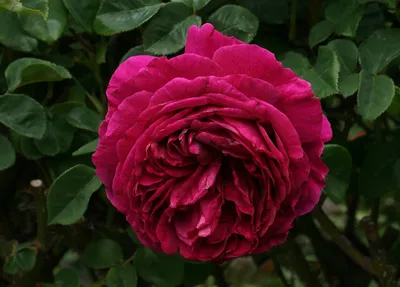 Photo of the bloom of English Shrub Rose (Rosa 'Othello') posted by  Skiekitty - Garden.org