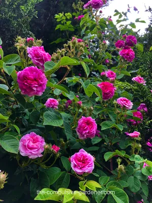 The Transformation of Our Roses From Little Shrubs to Blooming Beauties. |  Vibrant Garden