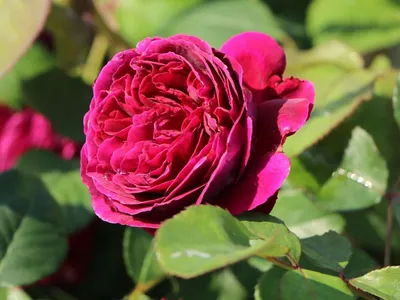 The Compulsive Gardener | The Roses In My Garden — wild, exquisite, and  tough as nails