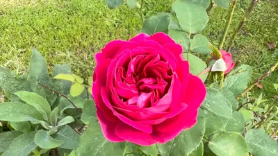 First bloom of the season; David Austin, “Othello”. : r/Roses