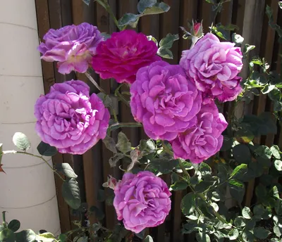 Othello rose | Vibrant Garden