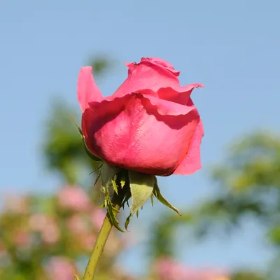 Blooming Pink English Rose In The Garden On A Sunny Day. David Austin Rose  Othello Stock Photo, Picture and Royalty Free Image. Image 82245865.