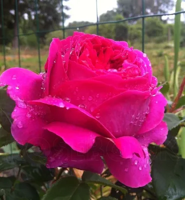 Photo of the bloom of English Shrub Rose (Rosa 'Othello') posted by zuzu -  Garden.org