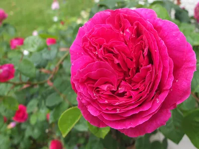 Othello Rose