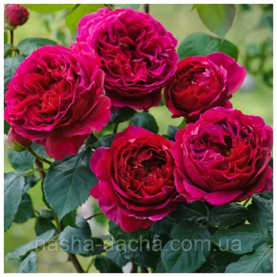 Rosa 'Auslo' syn. Rosa 'Othello', Rose 'Othello' (Shrub) - uploaded by  @hallorose