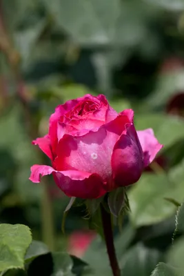 Rosa Othello shrub rose Stock Photo - Alamy