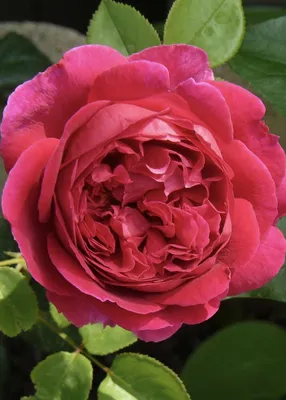 Rosa Othello ( Auslo ) a bright cerise coloured rose - characterized by its  stems with prickly thorns Stock Photo - Alamy