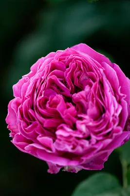 Photo of the bloom of English Shrub Rose (Rosa 'Othello') posted by  kidfishing - Garden.org