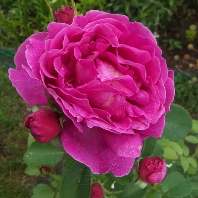 Othello - Shrub Rose - Bunkers Hill Plant Nursery