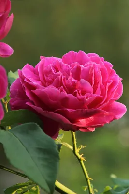 English Rose Othello\" Photographic Print for Sale by MaCross | Redbubble