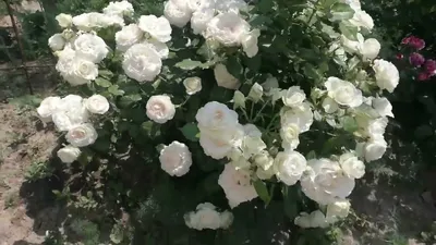 Роза плетистая сорт Пале Рояль (в тубе) купить с доставкой в МЕГАСТРОЙ  Ульяновск