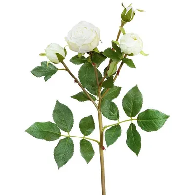 Роза плетистая Пале Рояль (Climber rose Palais Royal) Мейян (Meilland) -  «Воздушная как зефир, сладкая и нежная. Плетистая роза Пале Рояль, моя  самая удачная спонтанная покупка. Райская роза!» | отзывы