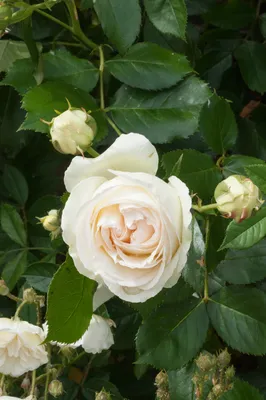 Palais Royal (MEIviowit, White Eden, Blanc Pierre de Ronsard) палЕ ройЯл  Meilland Франция, 2005 Клаймберы (Large-Flowered… | Instagram