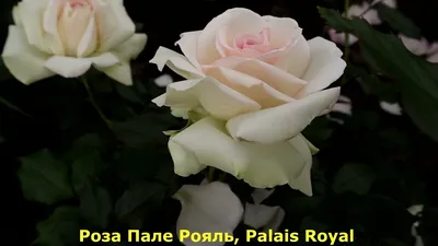 Роза Палас Рояль. (Palais Royal) Плетистая купить в интернет-магазине  ЦВІТСАД с доставкой по Украине