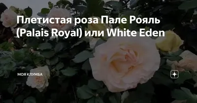 Роза зацвела, но ждать цветения пришлось больше года. Что делать, если роза  не хочет расти. Поговорим о пересортице | Цветущий сад | Дзен