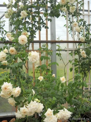 Роза Palais Royal (White Eden) - CL130
