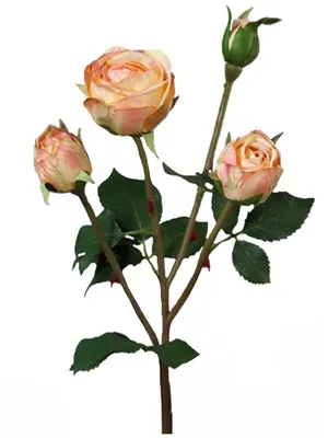 Роза плетистая Пале Рояль (Climber rose Palais Royal) Мейян (Meilland) -  «Воздушная как зефир, сладкая и нежная. Плетистая роза Пале Рояль, моя  самая удачная спонтанная покупка. Райская роза!» | отзывы