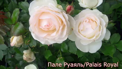 Роза плетистая Пале Рояль: продажа, цена в Винницкой области. Рассада и  саженцы цветов от \"інтернет магазин садівника Садиба Сад\" - 1776281382