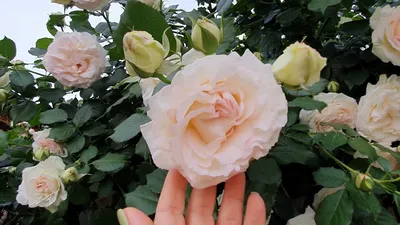 Роза плетистая Пале Рояль (Palais Royal) купить саженцы почтой из питомника  «АГРОФОНД»