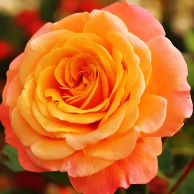Роза плетистая Пале Рояль (Climber rose Palais Royal) Мейян (Meilland) -  «Воздушная как зефир, сладкая и нежная. Плетистая роза Пале Рояль, моя  самая удачная спонтанная покупка. Райская роза!» | отзывы