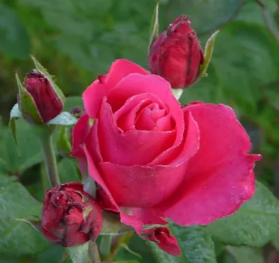 Роза памяти высоцкого фото фотографии