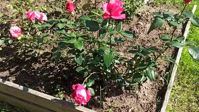 Роза чайно-гибридная Высоцкий Rose hybrid tea Venrosa - купить саженцы роз  с доставкой по Украине в магазине Добродар