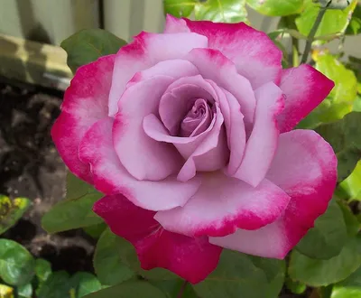 Paradise Hybrid Tea Rose, Hybrid Tea Roses: Edmunds' Roses