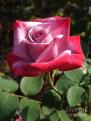 Paradise Hybrid Tea Rose, Hybrid Tea: J.W. Jung Seed Company