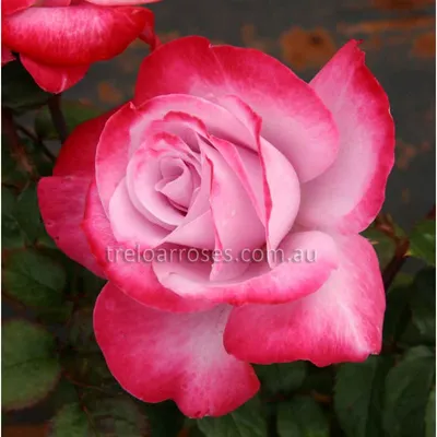 Heirloom Roses - The Hybrid Tea, Paradise™ is a true... | Facebook