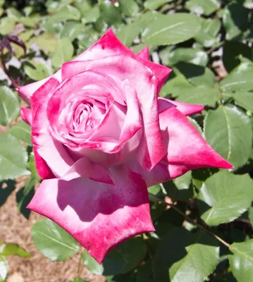 Парадиз (Paradise) фиолетовая роза купить ароматная роза заказать питомник  роз