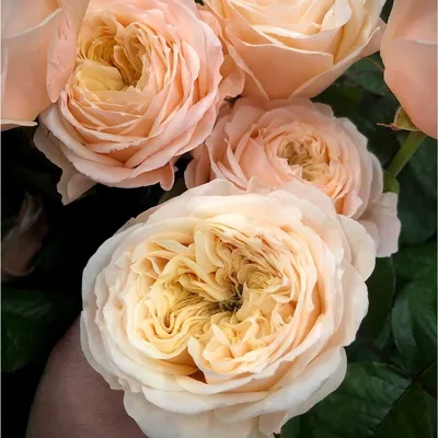 Rose 'Paradise™' Bush Form - Hello Hello Plants