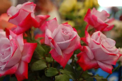 Роза Парадайз (Paradise) - Питомник роз