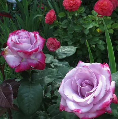 Роза Paradise (Парадиз) – купить саженцы роз в питомнике в Москве