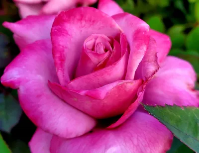 Rosa 'Paradise' Hybrid Tea Rose | Garden Center Marketing