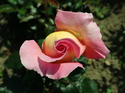 VipRoses on Instagram: \"Rosa 'Paradise Beach'. I remember when i first saw  her... totally in love with her soft color and beautiful garden shape.  Still one of o… | Beautiful gardens, Beach