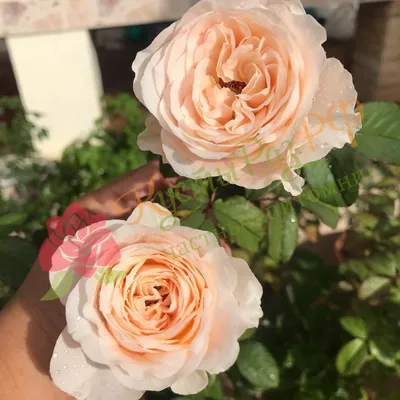 Paradise - 2 Quart Rose Live Potted Plant – Ma Cherie Roses