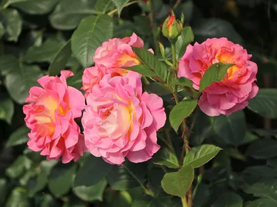 Pink Paradise DELfluros - Ludwig's Roses