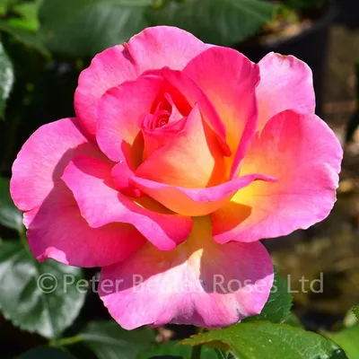Rosa paradise rose hi-res stock photography and images - Alamy