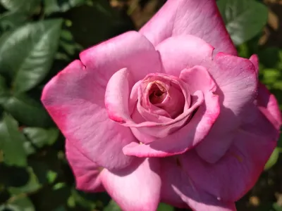 Paradise Beach Garden Roses - Florabundance Wholesale Flowers