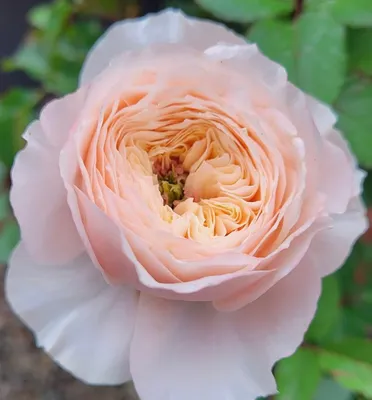 File:Rosa Pink Paradise 2019-06-04 4692.jpg - Wikipedia